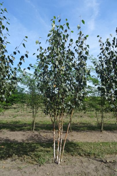 Betula utilis 'Doorenbos' MRSTAM