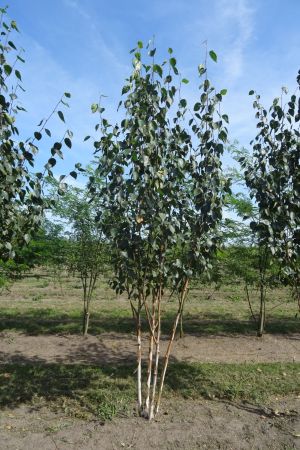 Betula-u-Doornbos-meerstam-200-250