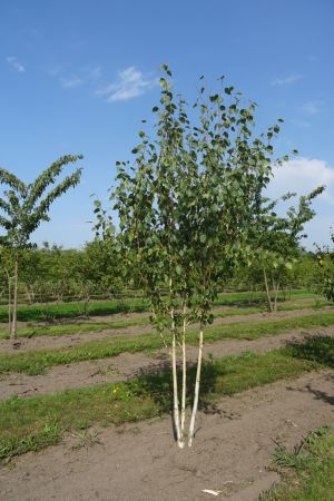Betula-u-Doornbos-meerstam-250-300-2