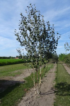 Betula-u-Doornbos-meerstam-250-300-3