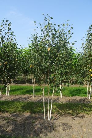 Betula-u-Doornbos-meerstam-250-300