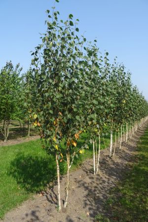 Betula-u-Doornbos-meerstam-300-350