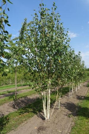 Betula-u-Doornbos-meerstam-350-400-2