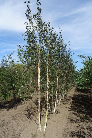 Betula-u-Doornbos-meerstam-350-400-3