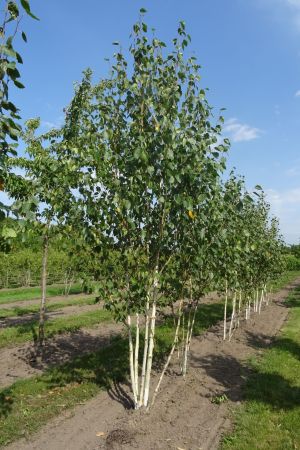 Betula-u-Doornbos-meerstam-350-400