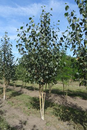 betula-u-Doornbos-meerstam-200-250-2