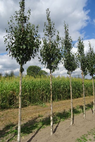 Betula albosinensis 'Fascination' HO
