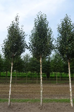 Betula-a-Fascination-ho-18-25-2