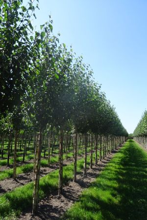 Betula-utilis-Fascination-ho-14-18