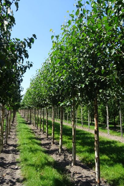Betula utilis 'Fascination' HO