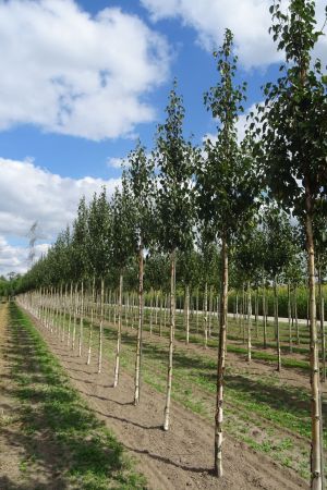 Betula-a-Fascination-ho-14-18