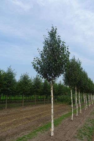 Betula-a-Fascination-ho-18-25