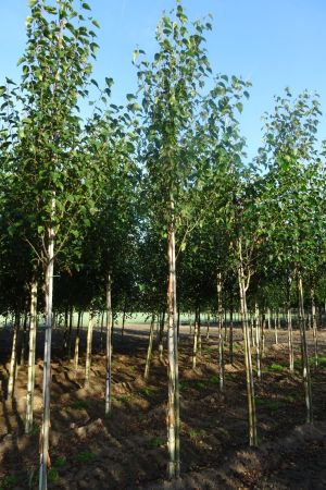 Betula-Fascination-ho-16-18-20