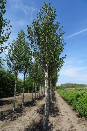 Betula-a-Fascination-ho-18-20-25