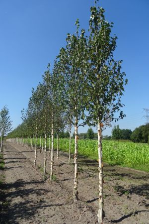 Betula-a-Fascinoation-ho-18-20-25