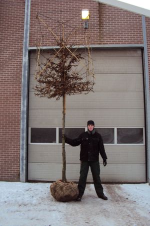 Carpinus-betulus-Blokvorm-130x130x250