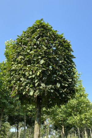 Carpinus-betulus-blokvorm-70x70x100-op-180-stam-na-2-jaar-2