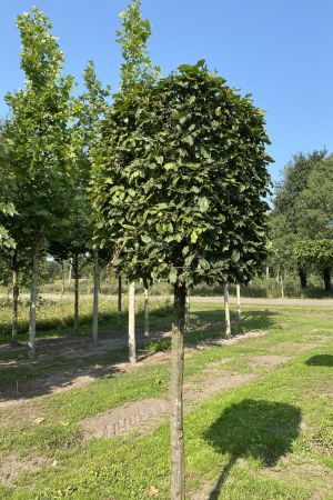 Carpinus-betulus-blokvorm-70x70x100-op-180-stam-na-2-jaar