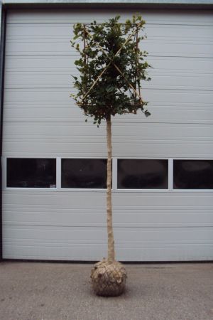 Fagus-sylvatica-Blok-70x70x100