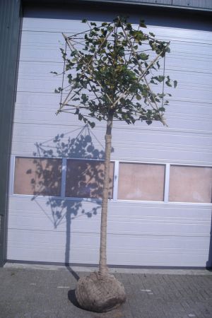 Tilia-eu-Pallida-Blok-100-kopie