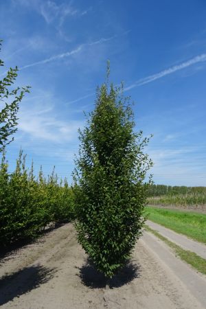 Carpinus-betulus-geveerd-18-20-25