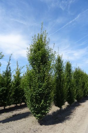 Carpinus-b-Fastigiata-geveerd-18-20-25