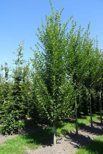 Carpinus betulus 'Fastigiata' GEV
