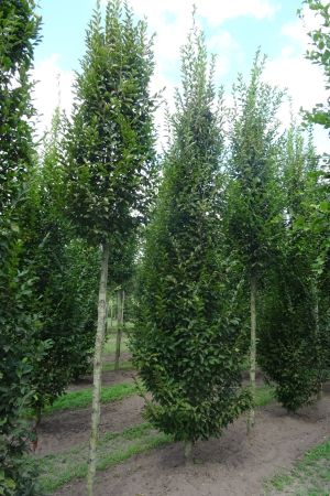 1_Carpinus-b-Fastigiata-geveerd-18-25