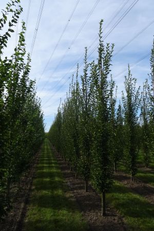 Carpinus-b-Fastigiata-geveerd-12-16