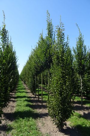 Carpinus-b-Fastigiata-geveerd-14-18