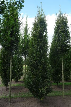 Carpinus-b-Fastigiata-geveerd-16-20