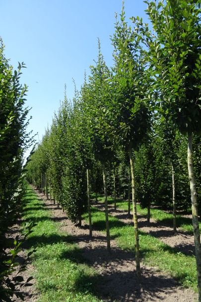 Carpinus betulus 'Fastigiata' HO