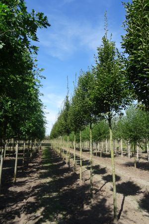 1_Carpinus-b-Fastigiata-ho-14-18