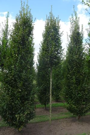 2_Carpinus-b-Fastigiata-ho-16-20