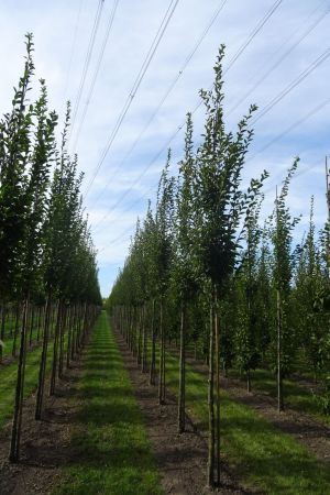 Carpinus-b-Fastigiata-ho-12-16