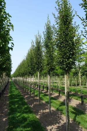 Carpinus-b-Fastigiata-ho-16-20