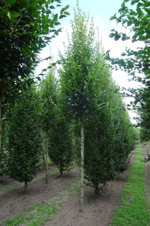 Carpinus-b-Fastigiata-ho-18-25