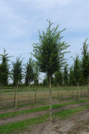 Carpinus-b-Fastigiata-ho-20-30