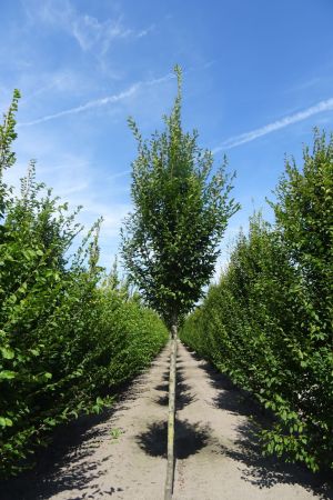 Carpinus-b-Fastigiata-ho-14-16-18