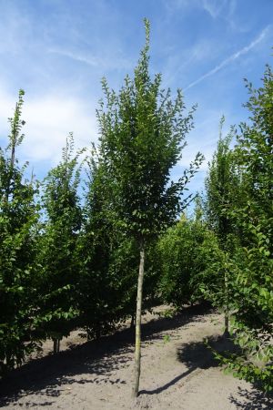 Carpinus-b-Fastigiata-ho-16-18-20