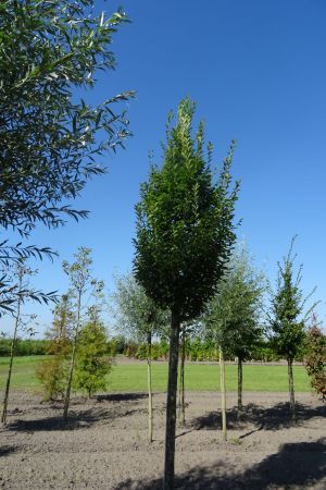 Carpinus-b-Fastigiata-ho-18-20-25