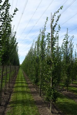 Carpinus-b-Frans-Fontaine-geveerd-12-16
