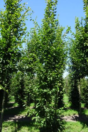 Carpinus-b-Frans-Fontaine-geveerd-16-20