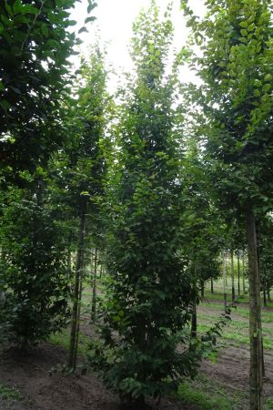 Carpinus-b-Frans-Fontaine-geveerd-18-25