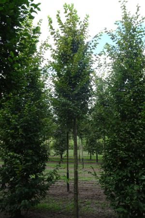 1_Carpinus-b-Frans-Fontaine-ho-18-25