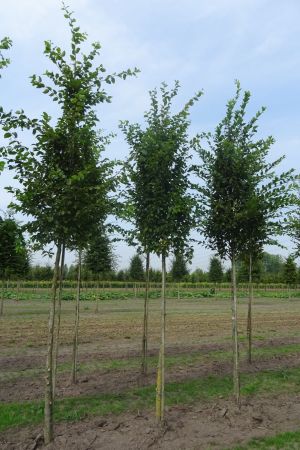 Carpinus-b-Frans-Fontaine-ho-16-20