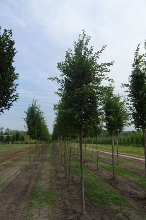 Carpinus-b-Frans-Fontaine-ho-18-25
