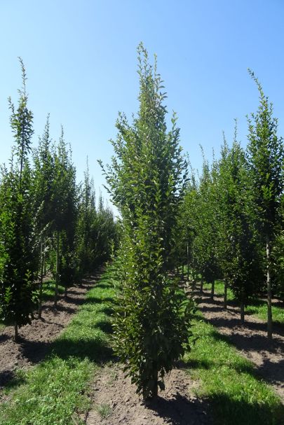 Carpinus betulus GEV