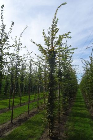 Carpinus-betulus-geveerd-10-14