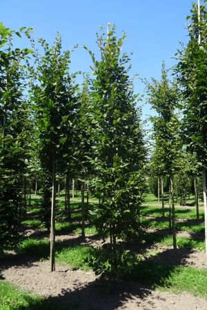 Carpinus-betulus-geveerd-12-16